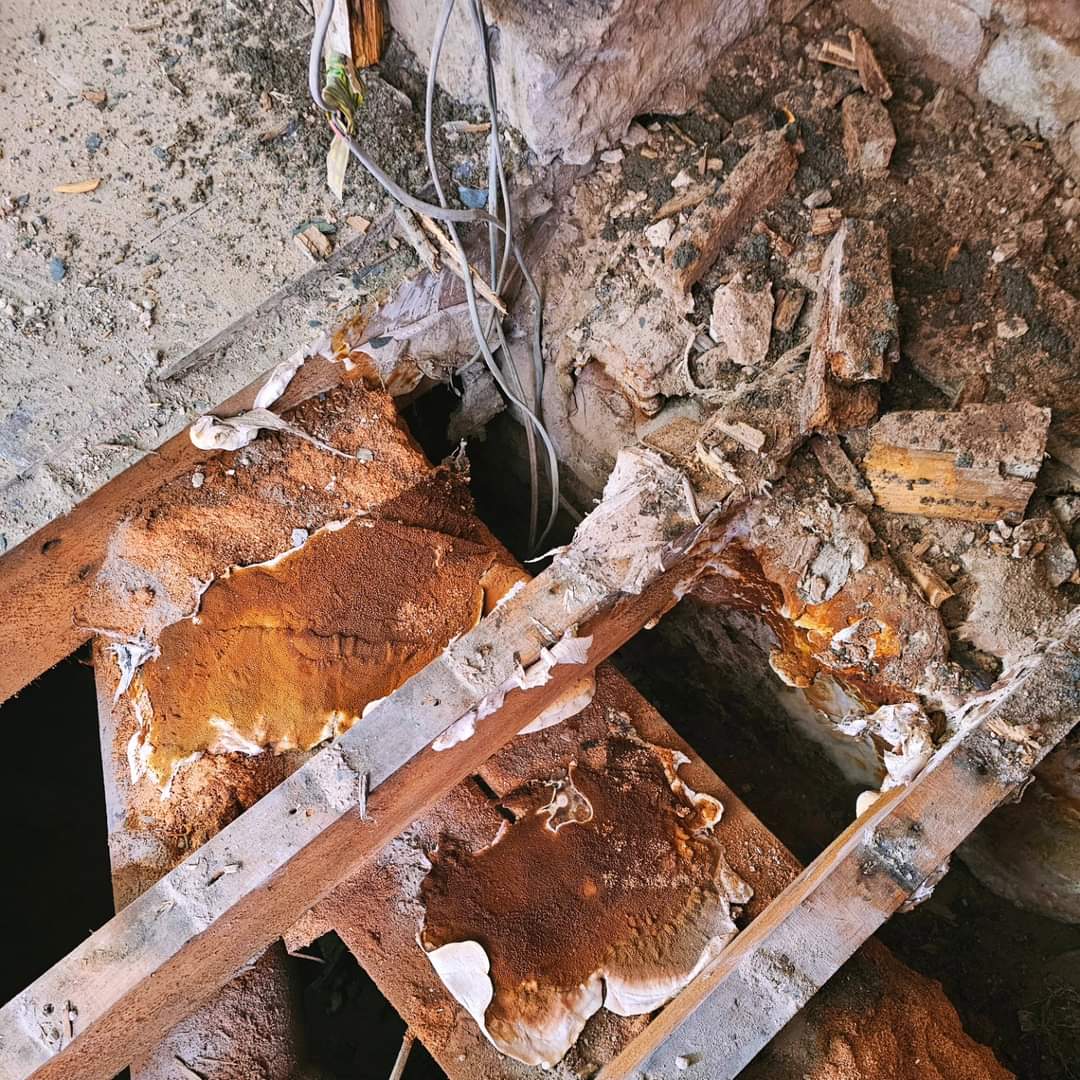 dry rot